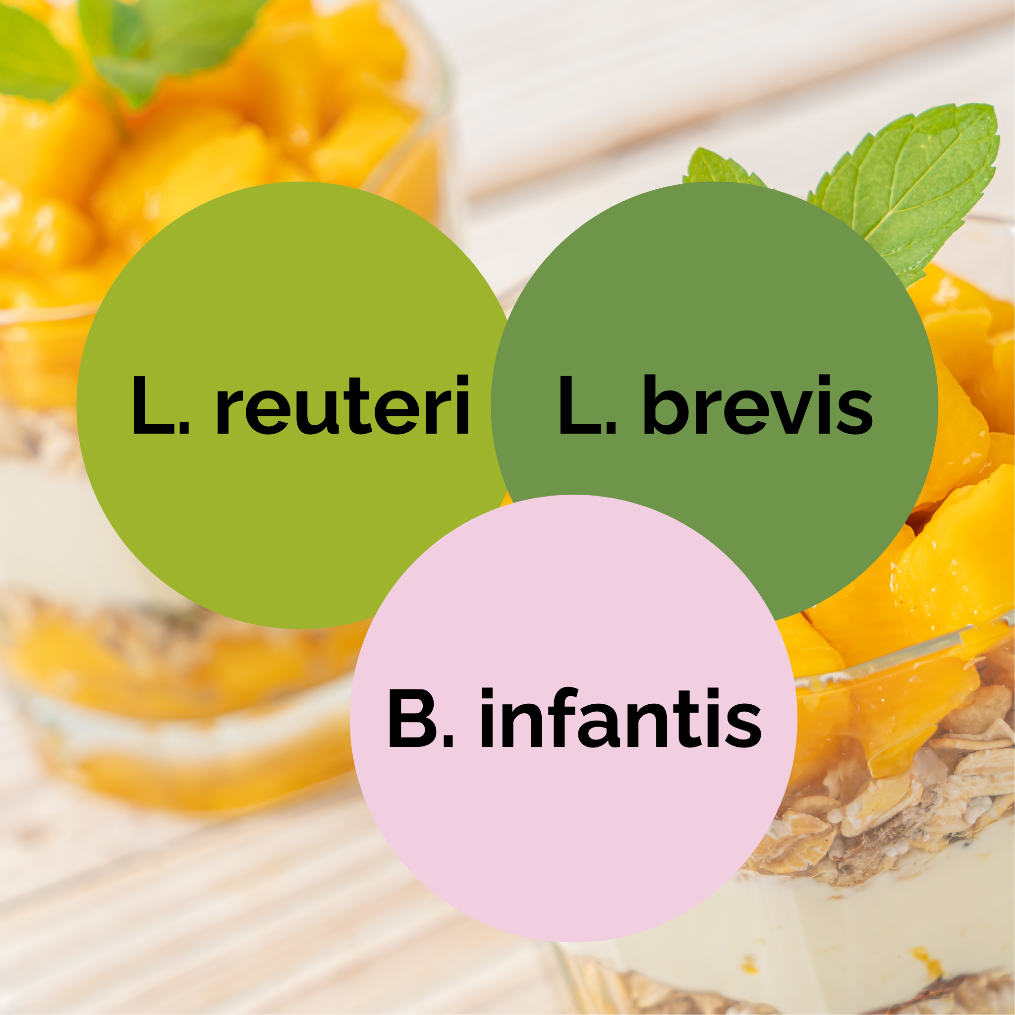 L. reuteri + L. brevis + B. infantis | Σετ Εκκίνησης Γιαούρτι | Εκκινητικές Καλλιέργειες | Πακέτο 3 τεμαχίων