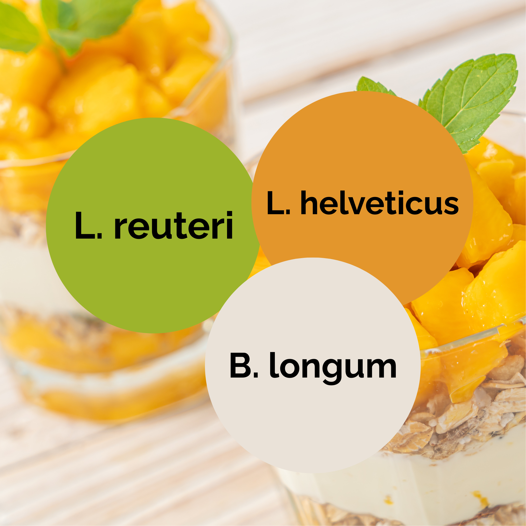 L. reuteri + L. helveticus + B. longum | Σετ Εκκίνησης Γιαούρτι | Εκκινητικές Καλλιέργειες | Πακέτο 3 τεμαχίων