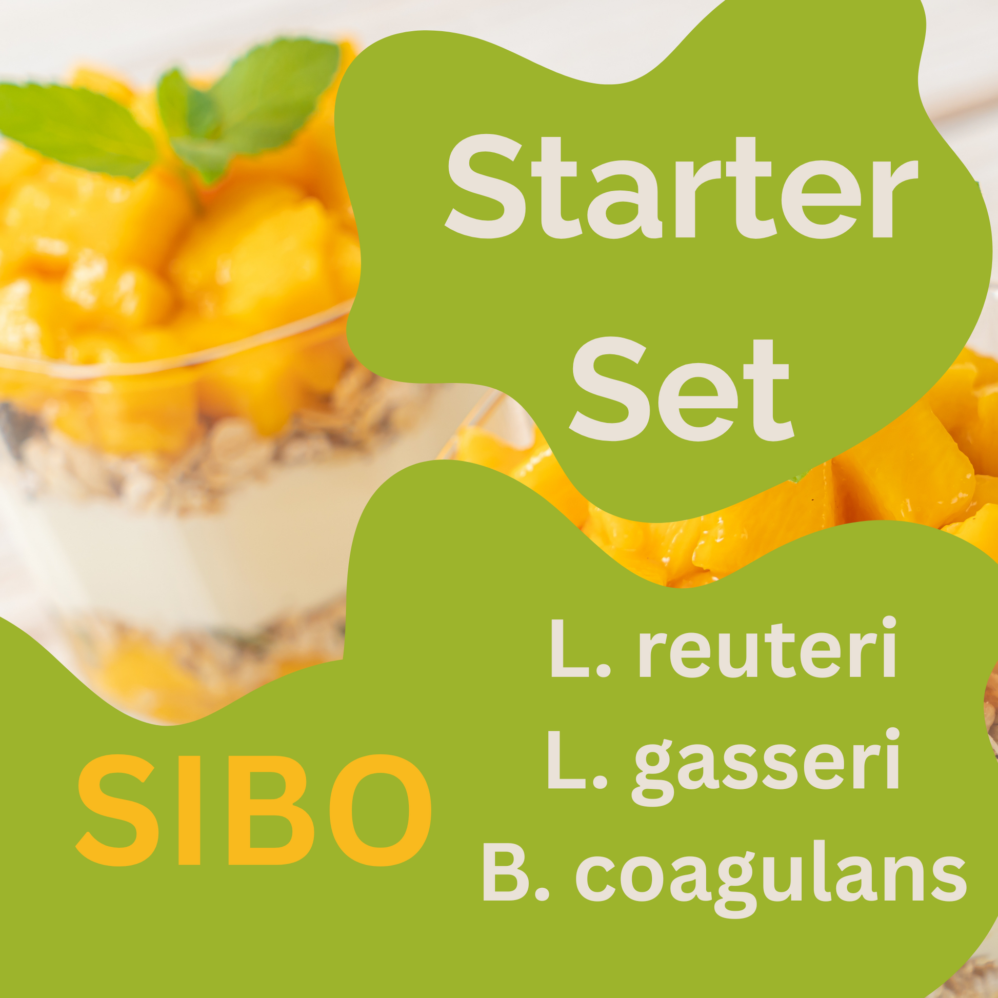 L. reuteri、L. gasseri、B. coagulans 酸奶启动套装 | SIBO 酸奶