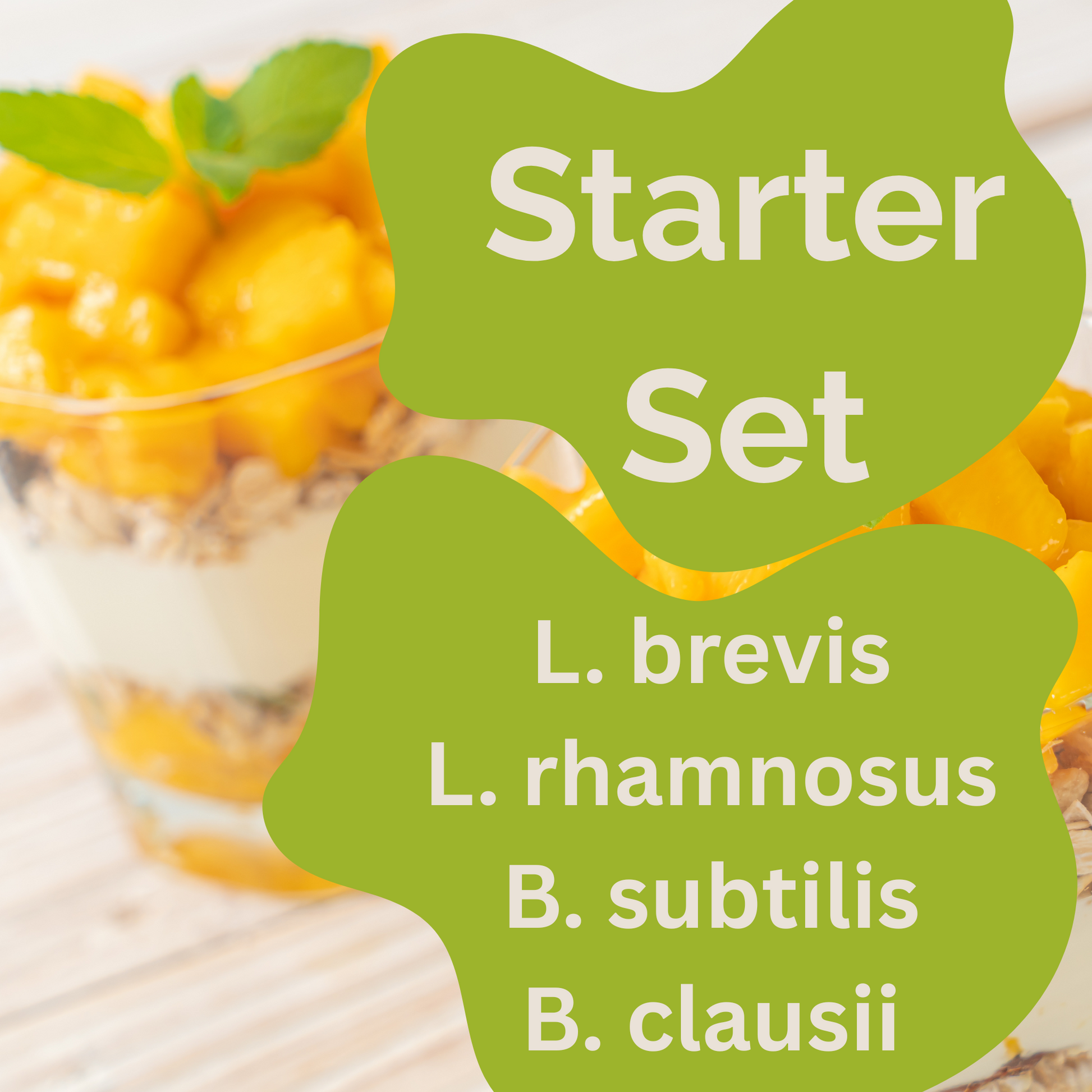 Starter-Set „Spore Gut" | L. brevis, L. rhamnosus, B. subtilis, B. clausii-Joghurt